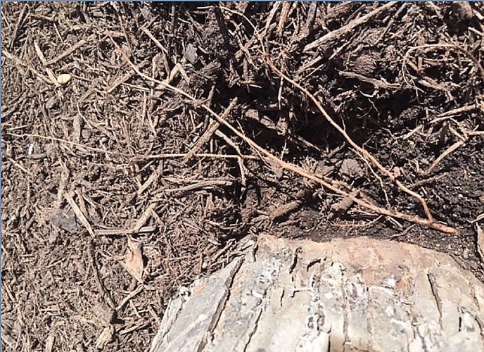 Know Before You Grow Love it or hate it — Mulch, mulch, mulch … News